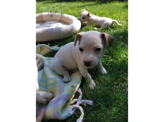 PoulaTo: Κουτάβια Jack Russel για υιοθεσία